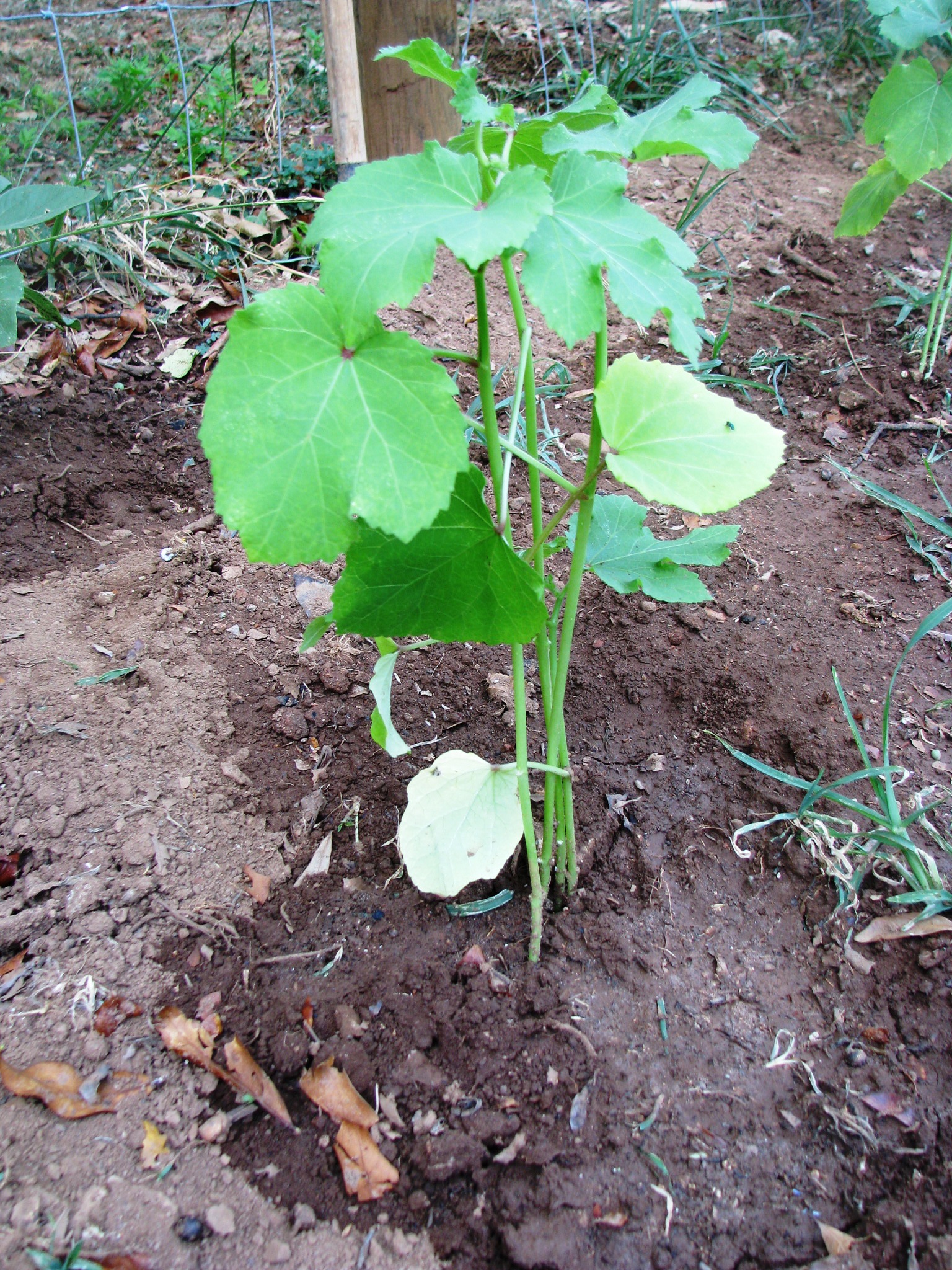 growing okra growing okra