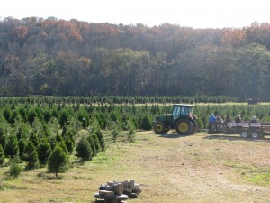 Jack's Creek Christmas Tree Farm