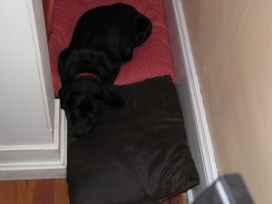 001 There so cute...almost sleeping.