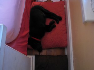 005 No telling what he ripped up under the bed.