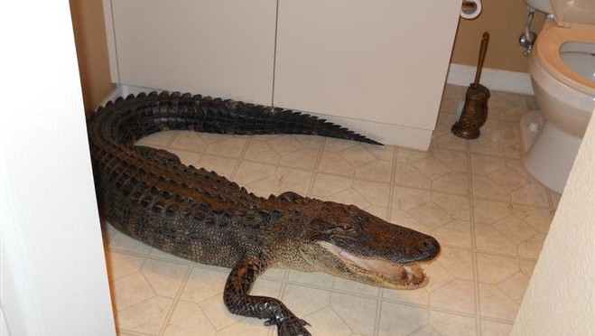 alligator