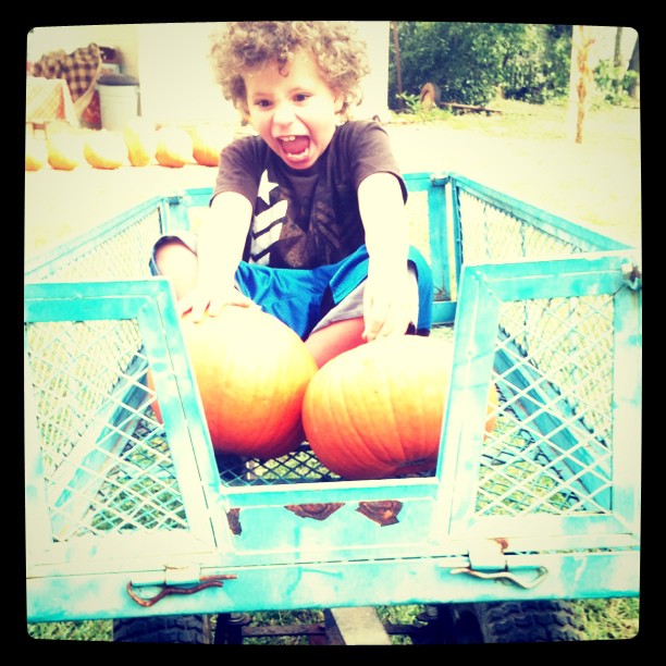 pumpkins1