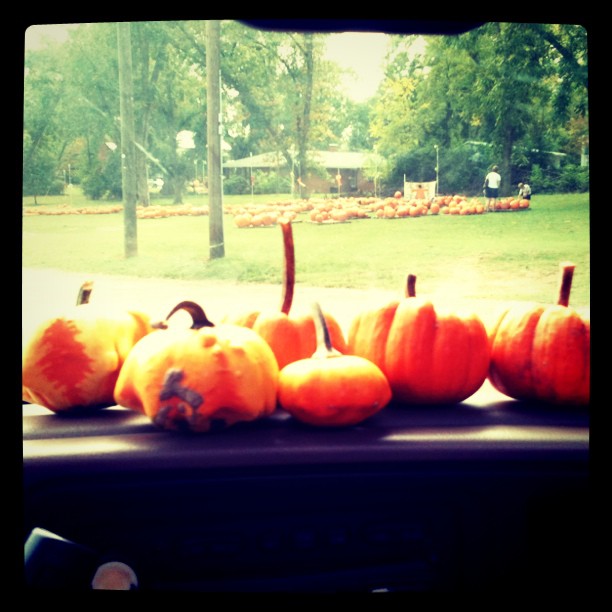pumpkins2