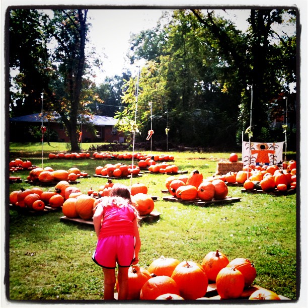 pumpkins4