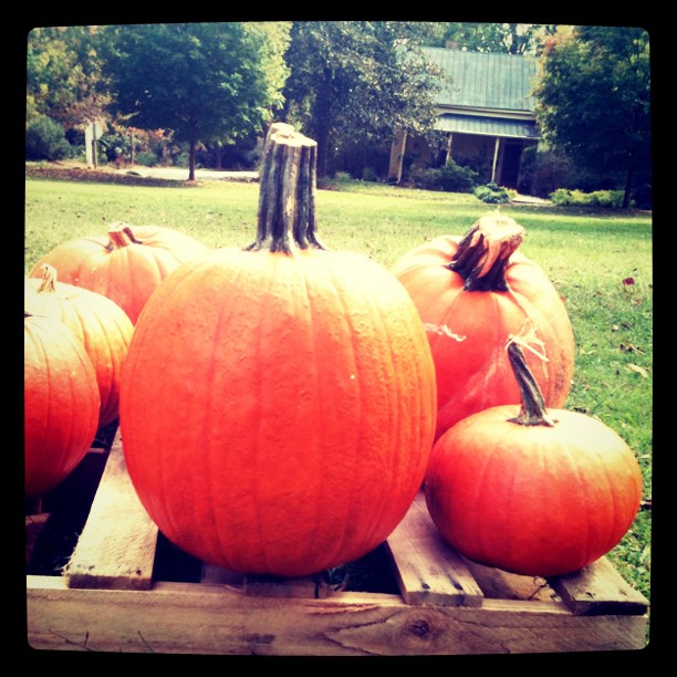 pumpkins5