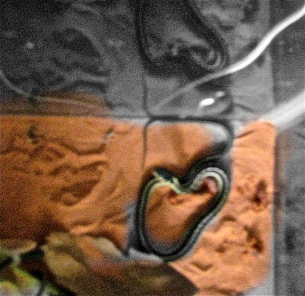snake