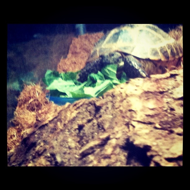 turtle
