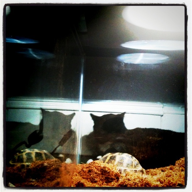 turtle1