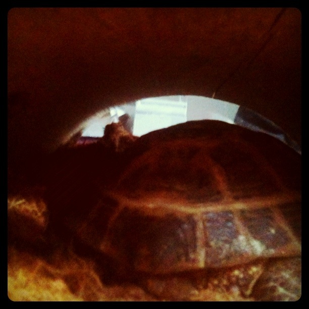 turtle2