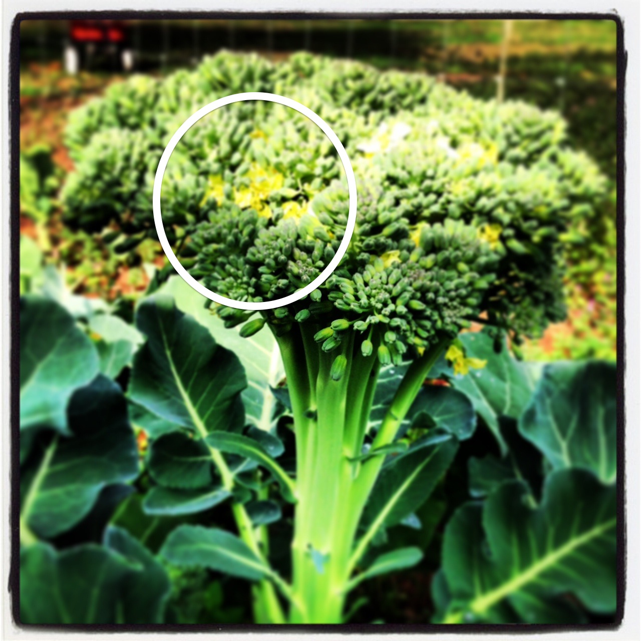 brocoli