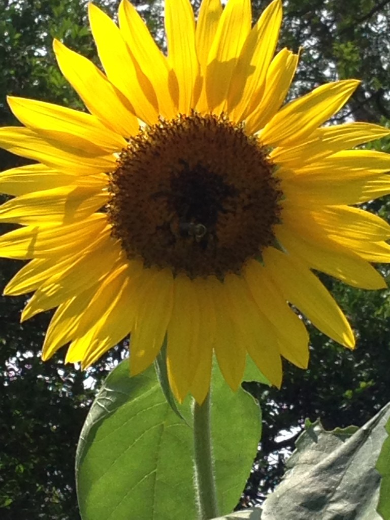 sunflower2