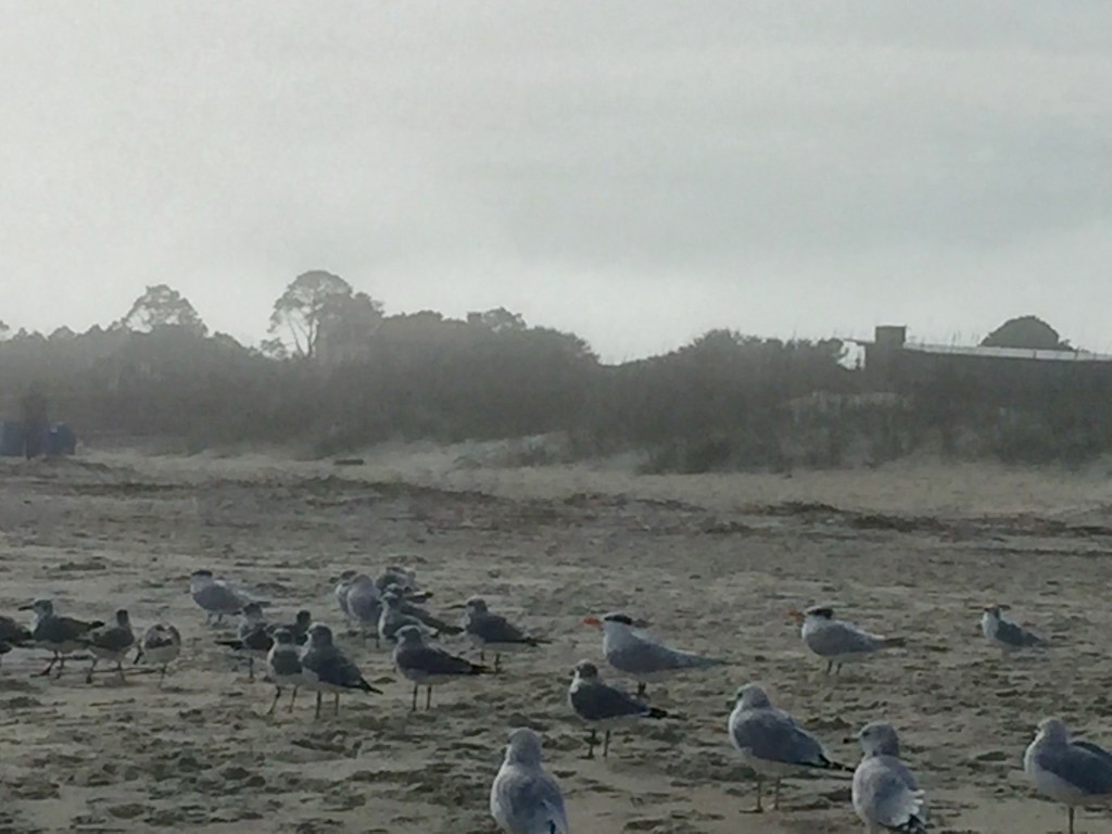 seagullsfog